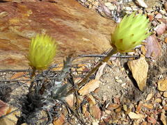Syncarpha ferruginea