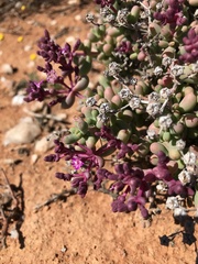 Eberlanzia dichotoma