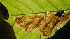 Cameraria betulivora