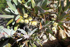 Syncarpha ferruginea