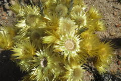 Syncarpha ferruginea