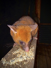 Trichosurus johnstonii