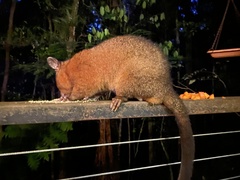 Trichosurus johnstonii