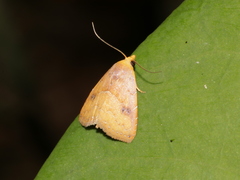 Rivula inconspicua
