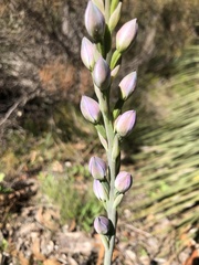 Thelymitra grandiflora