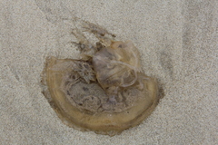 Catostylus mosaicus