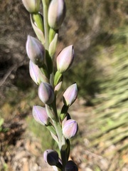 Thelymitra grandiflora