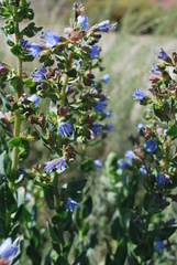 Lobostemon laevigatus