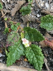 Commersonia prostrata