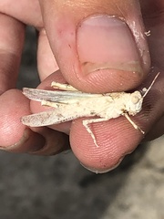 Cibolacris samalayucae