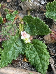 Commersonia prostrata