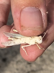 Cibolacris samalayucae