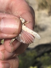 Cibolacris samalayucae