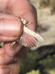 Cibolacris samalayucae