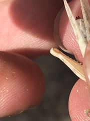 Cibolacris samalayucae