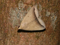 Simplicia mistacalis