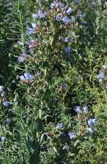 Lobostemon laevigatus