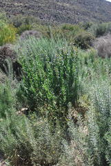 Lobostemon laevigatus