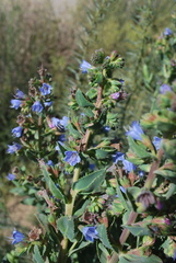 Lobostemon laevigatus