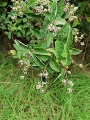 Deutzia pulchra