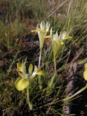 Moraea macronyx