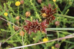 Cyperus marginatus