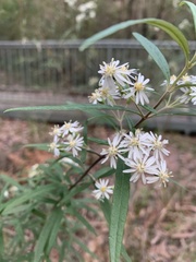 Olearia viscidula