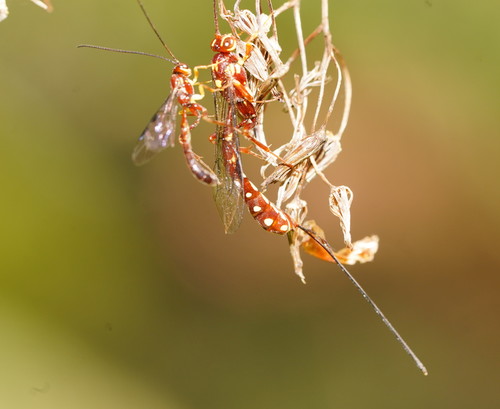 Certonotus sisyphus
