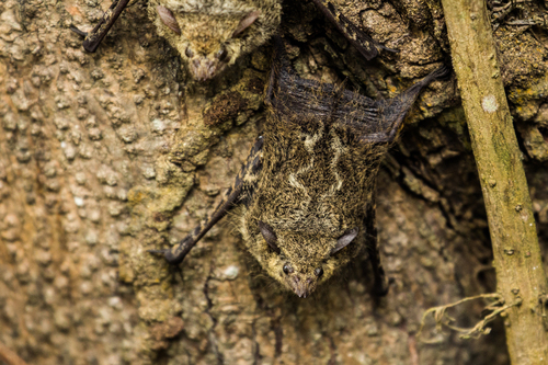 Proboscis Bat