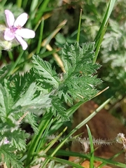 Erodium cicutarium