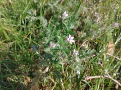Erodium cicutarium
