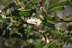 Hakea stenocarpa