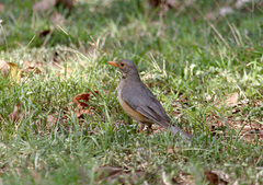 Turdus libonyana