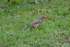 Turdus libonyana