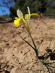 Moraea macronyx