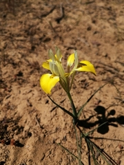 Moraea macronyx