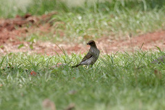 Cinnyricinclus leucogaster