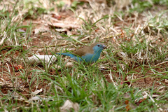 Uraeginthus angolensis