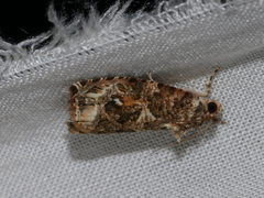 Sycacantha