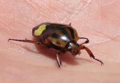 Pedinorrhina trivittata