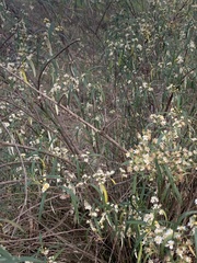 Olearia viscidula