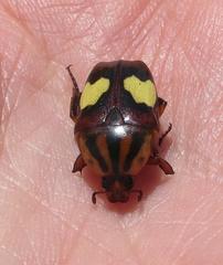 Pedinorrhina trivittata