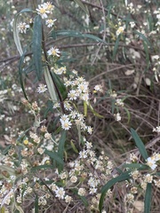 Olearia viscidula