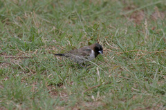 Spermestes cucullata