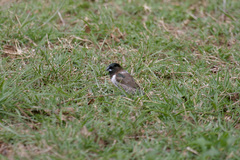 Spermestes cucullata