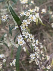 Olearia viscidula