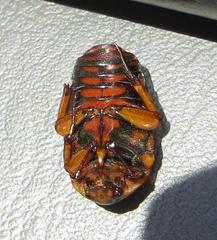 Pedinorrhina trivittata