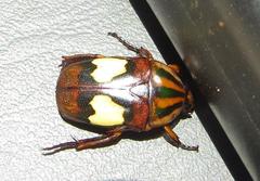 Pedinorrhina trivittata