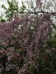 Prunus pendula