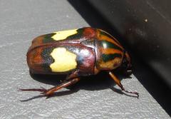 Pedinorrhina trivittata